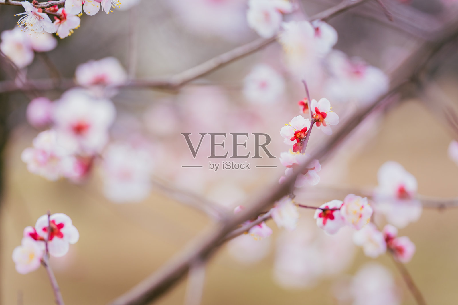 2022年3月，粉红色的日本杏花照片摄影图片