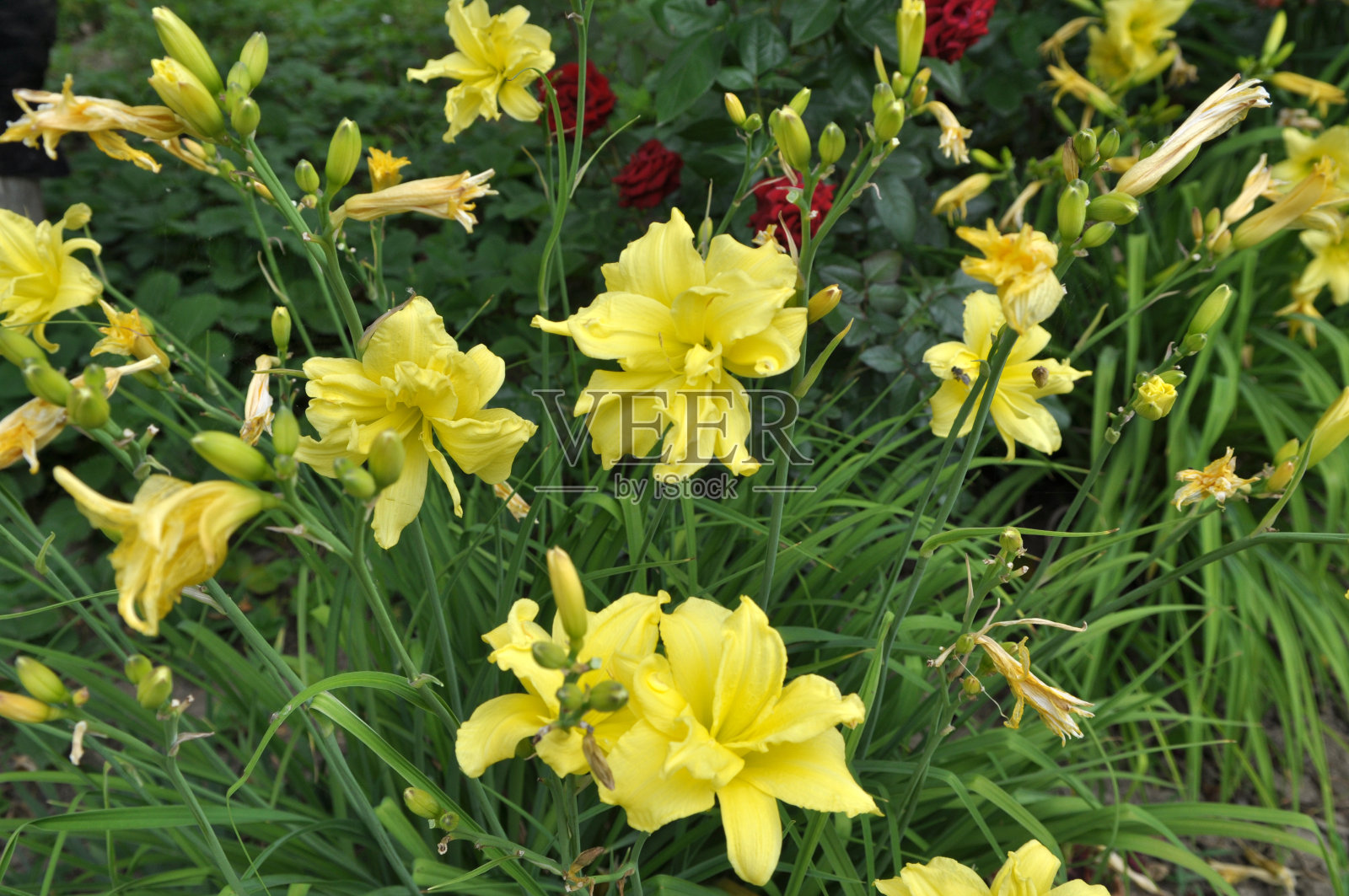 百合花在花园里盛开照片摄影图片