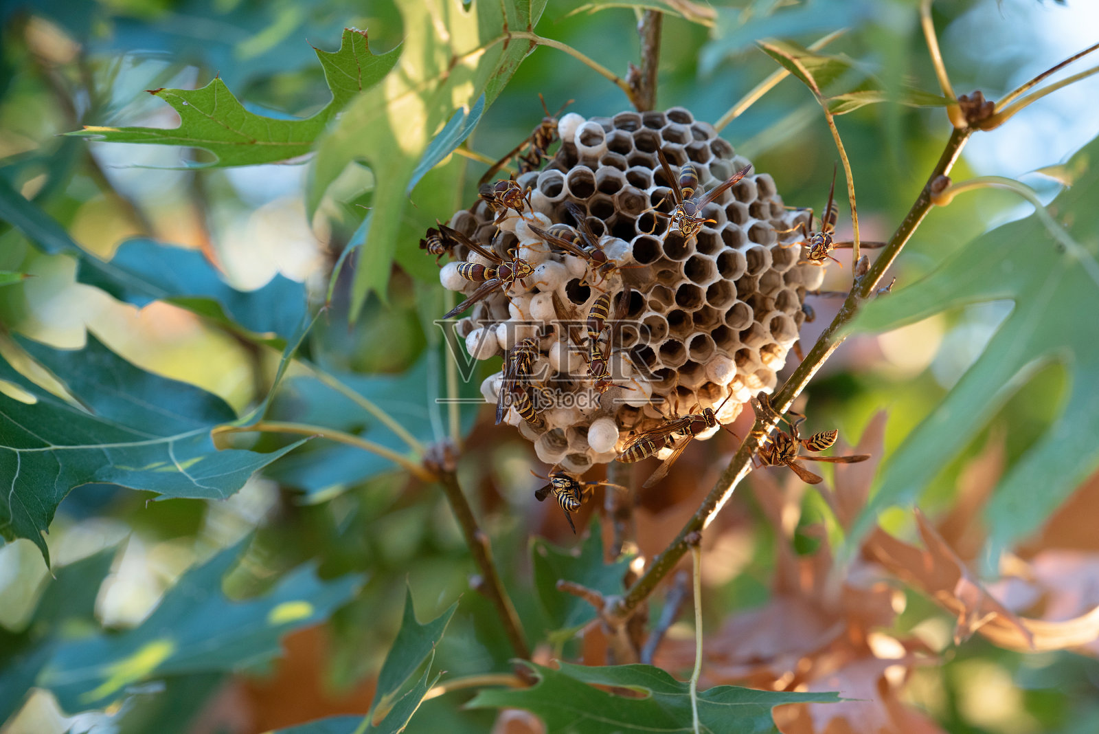 大黄蜂的巢照片摄影图片