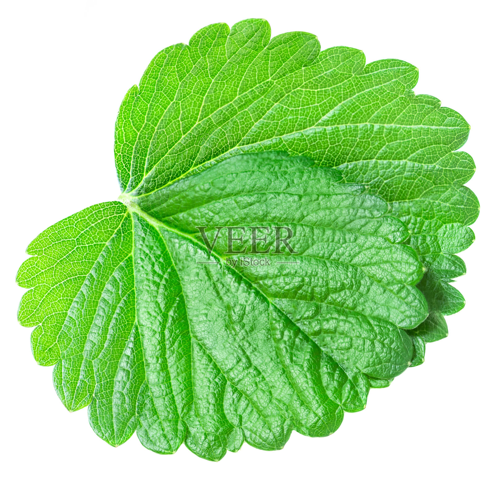 草莓叶孤立在白色背景上。新鲜的绿色浆果叶子特写照片摄影图片