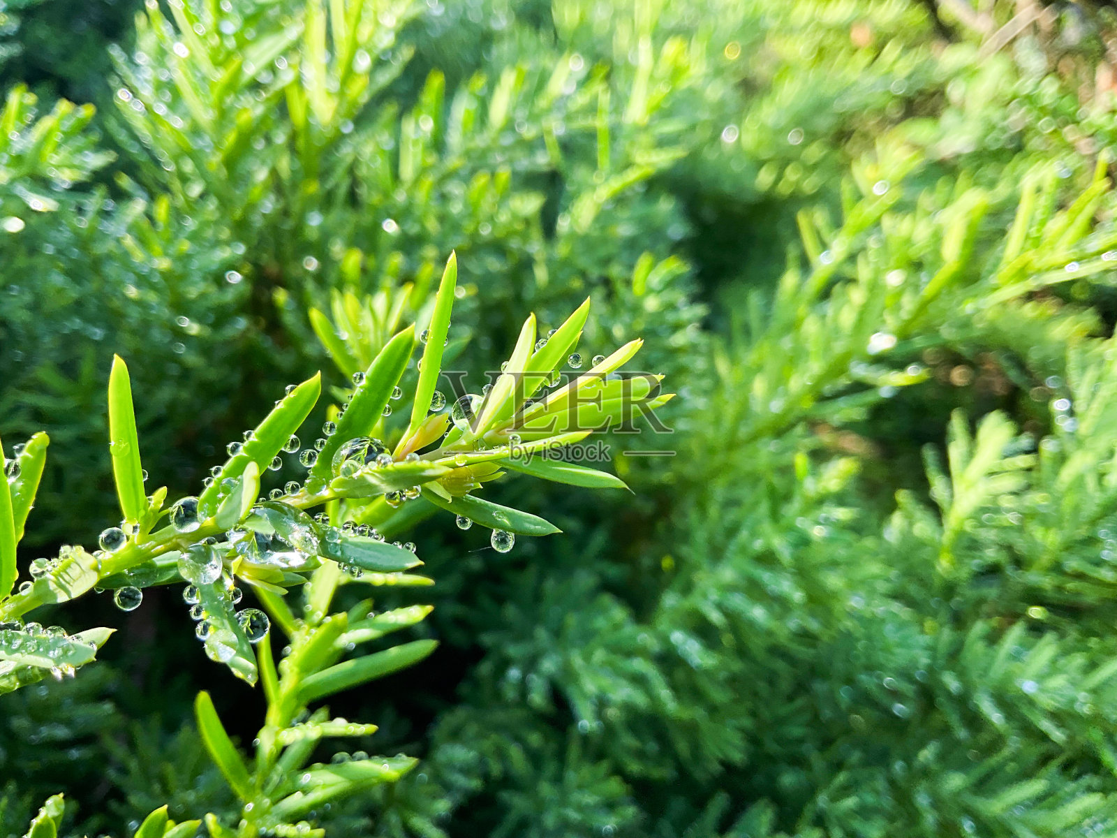 植物照片摄影图片
