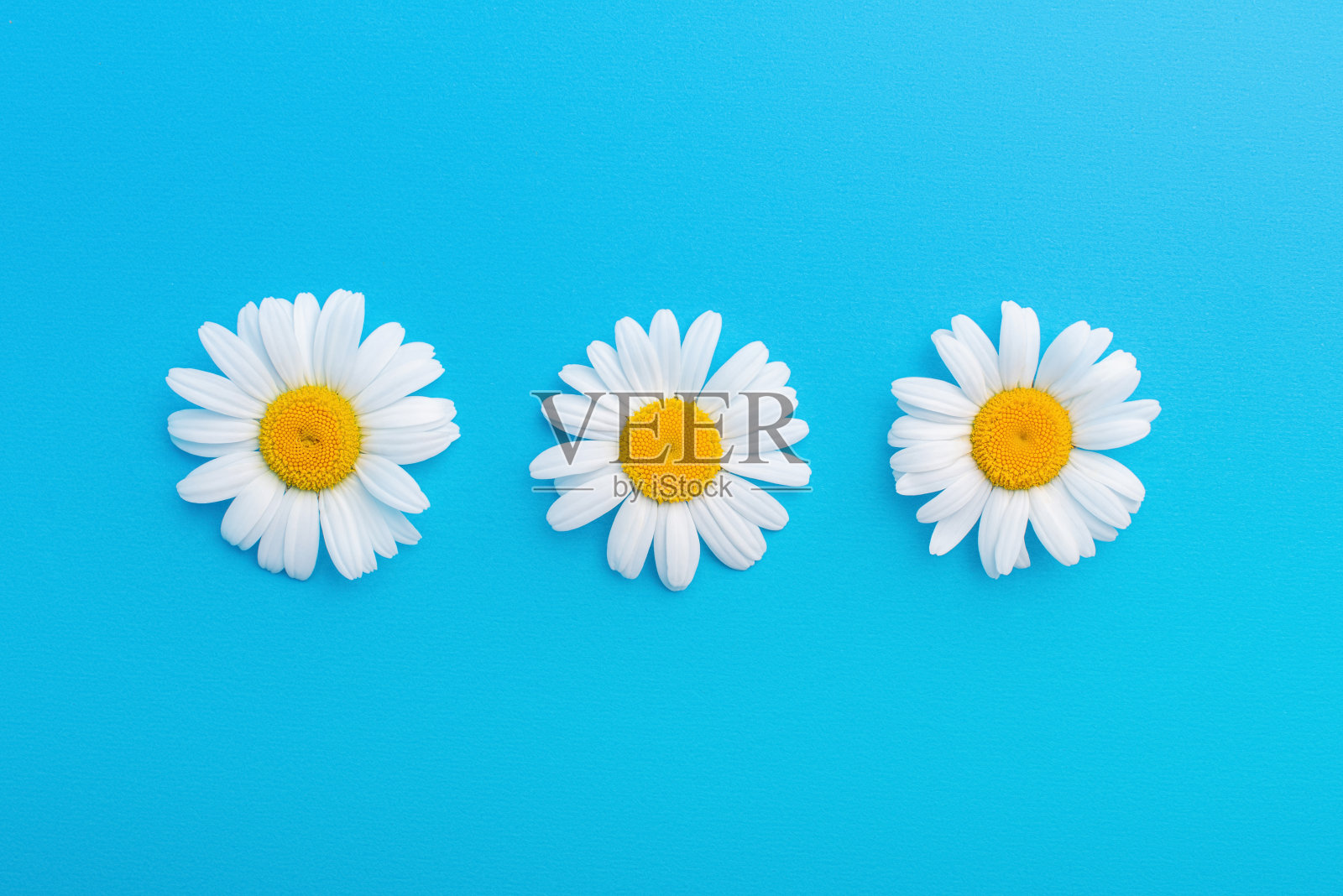 蓝色背景上的雏菊 蓝色背景上的雏菊照片摄影图片