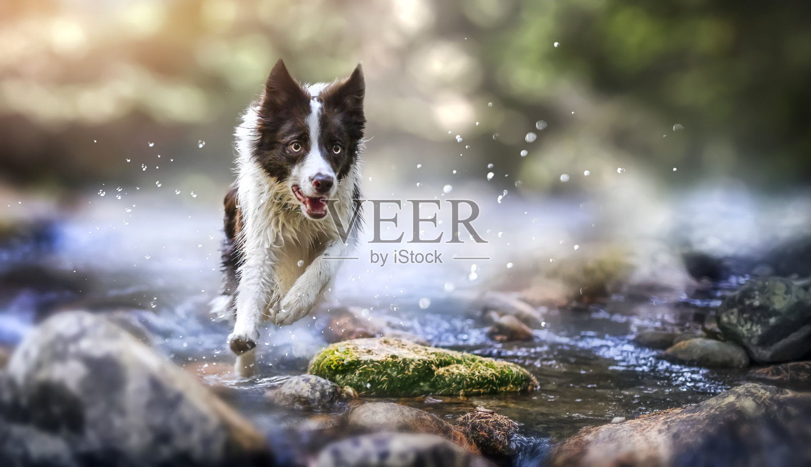 边境牧羊犬的狗跑在美丽的山河附近照片摄影图片