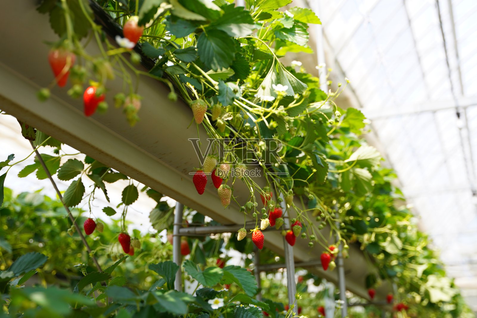 温室里生长的草莓照片摄影图片