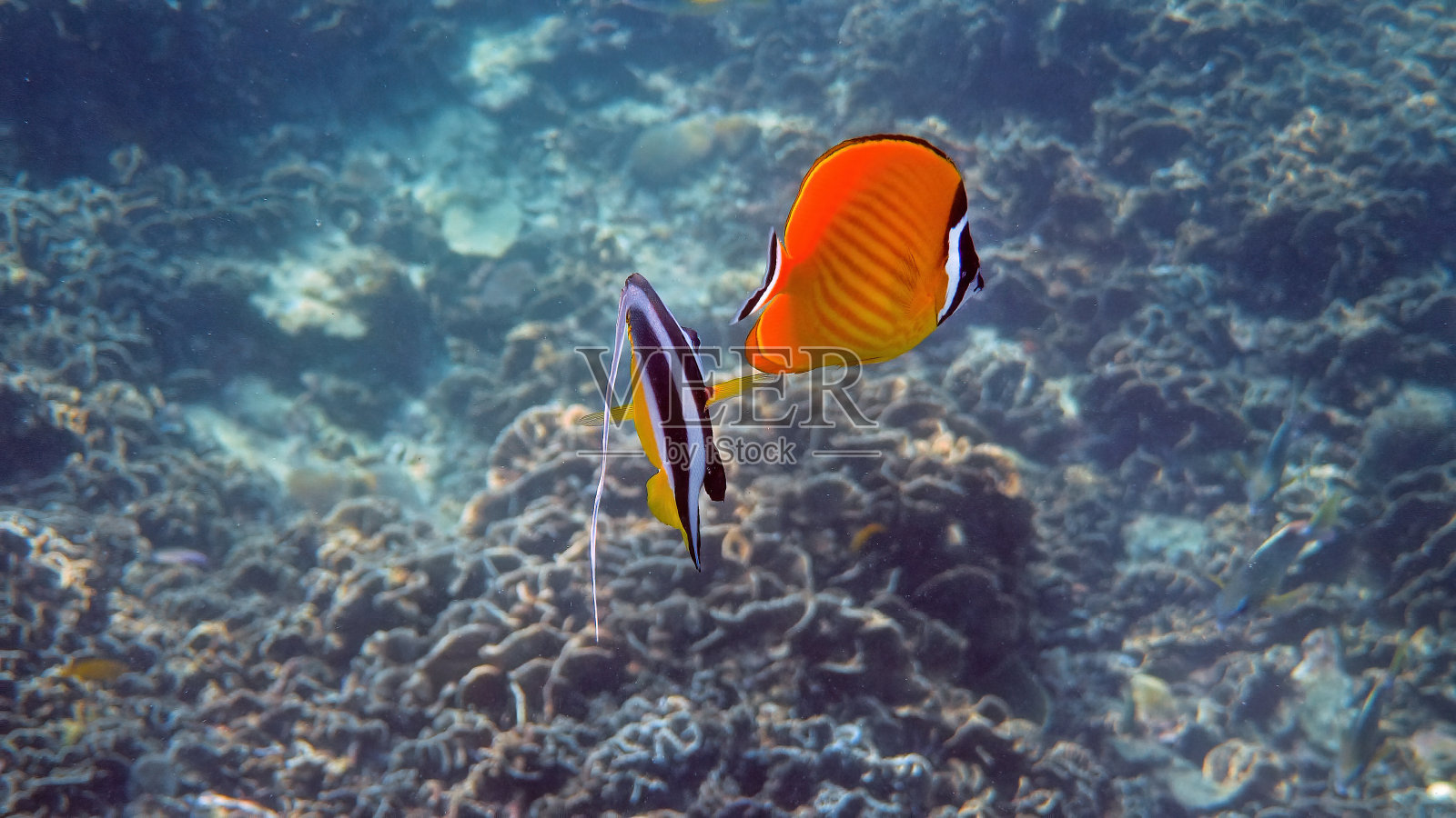 水下视频对黄黑帽蝴蝶鱼和长鳍旗鱼鱼游泳在热带珊瑚礁。浮潜活动，潜水概念。野生动物深海。照片摄影图片