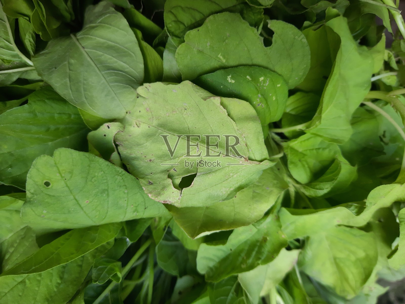 桌子上的新鲜菠菜叶有特写镜头照片摄影图片