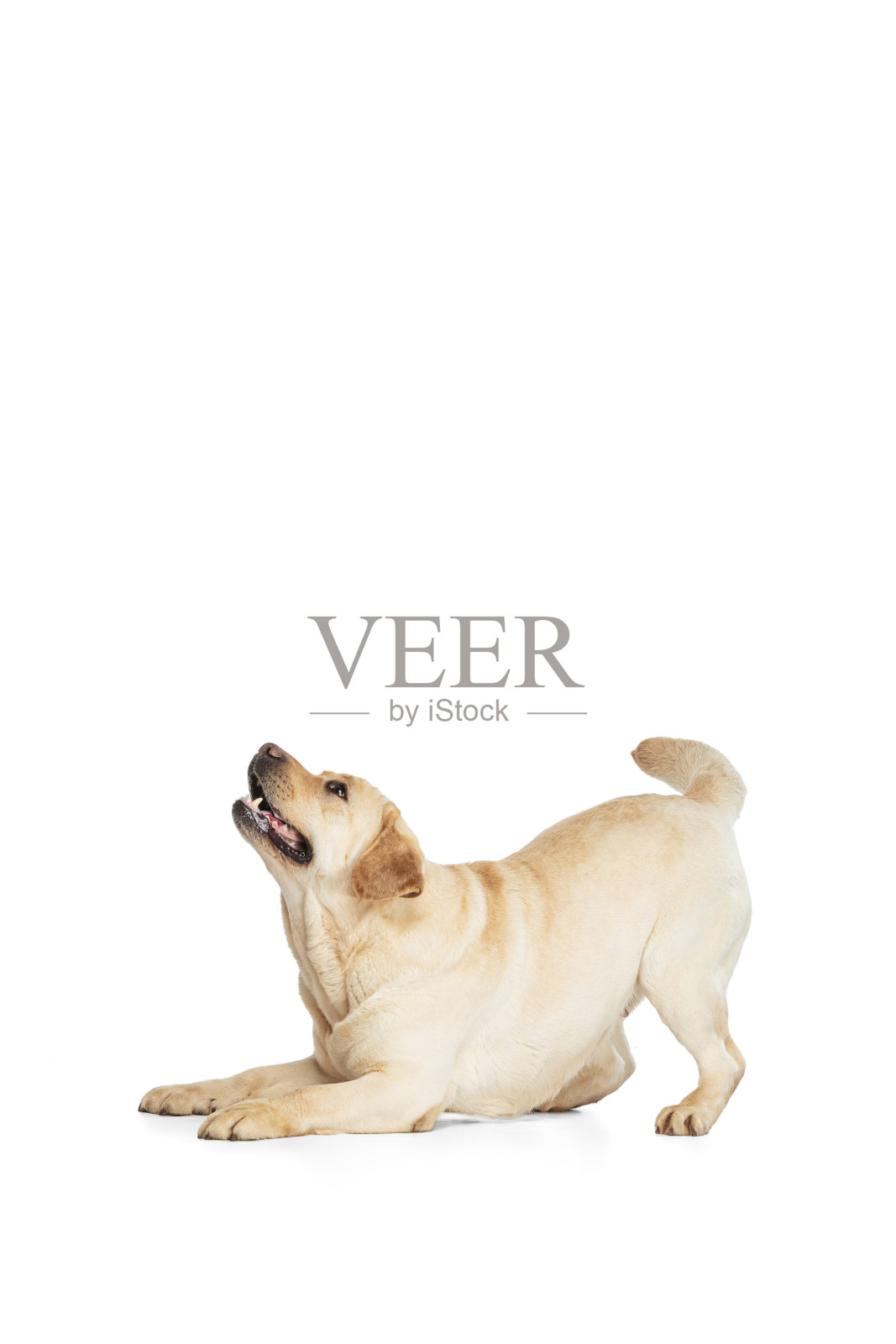 工作室拍摄的可爱的狗，奶油色拉布拉多猎犬孤立在白色的工作室背景。运动的概念，行动，宠物的爱，动态。照片摄影图片