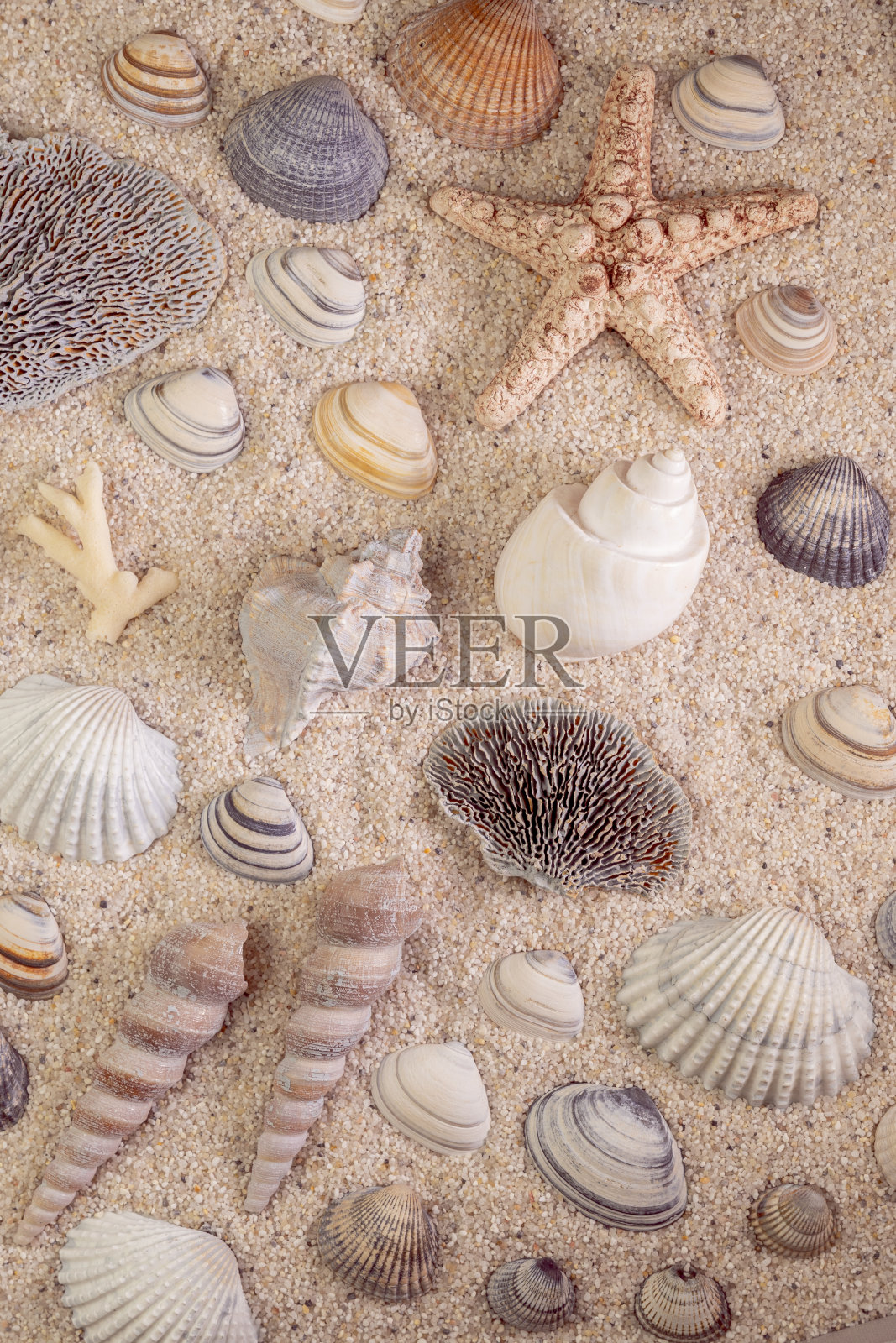 沙滩背景上的海螺和海星照片摄影图片