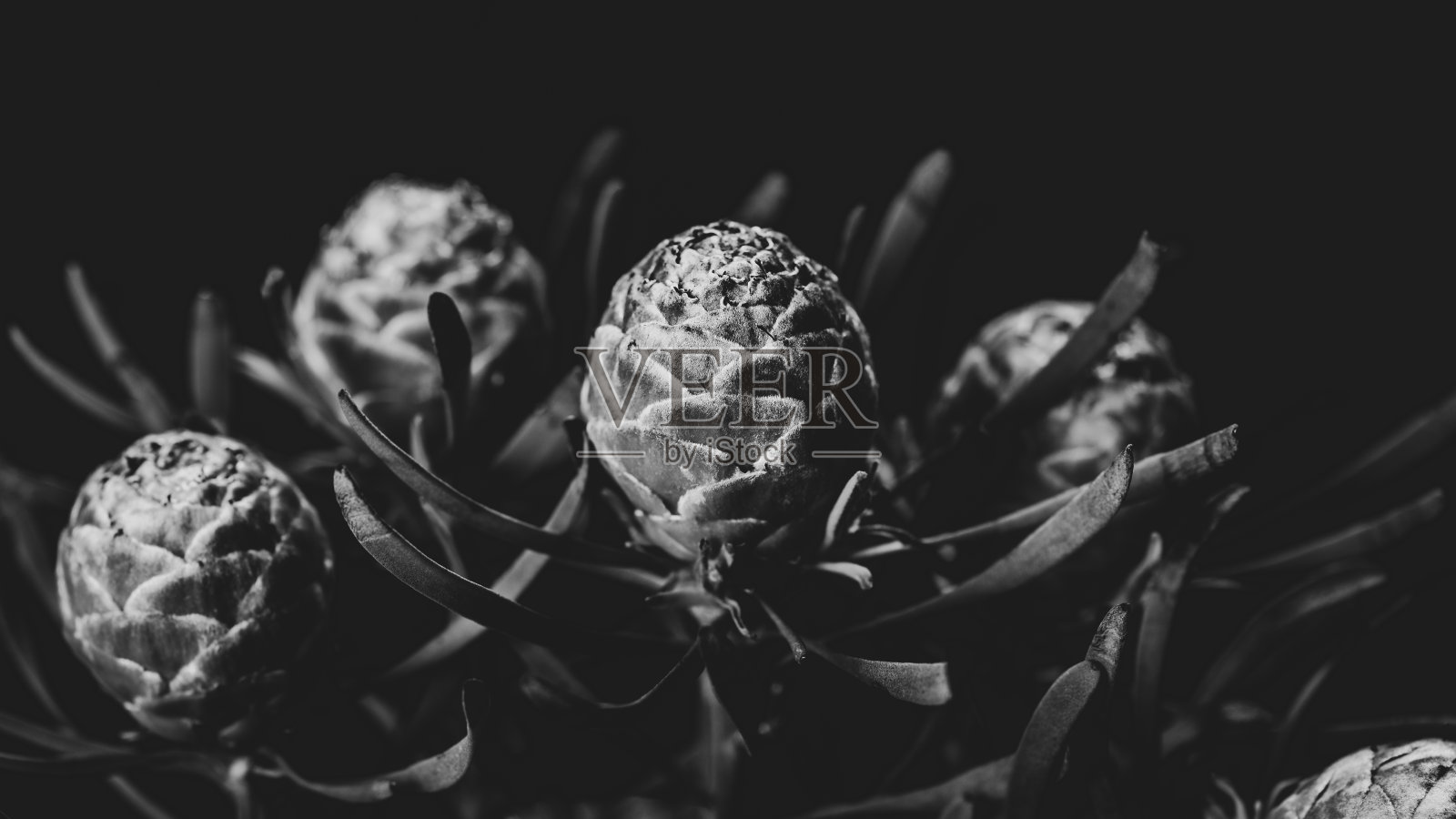 花蕾的排列照片摄影图片