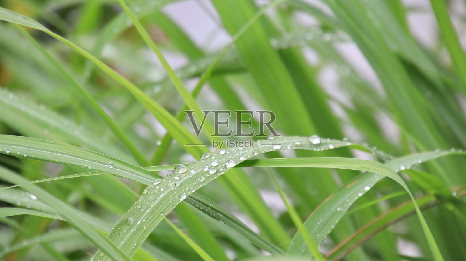 柠檬草的叶子在雨中淋湿了照片摄影图片