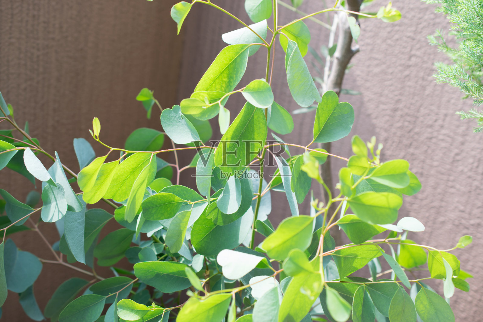 户外拍摄的新鲜桉树树叶照片摄影图片