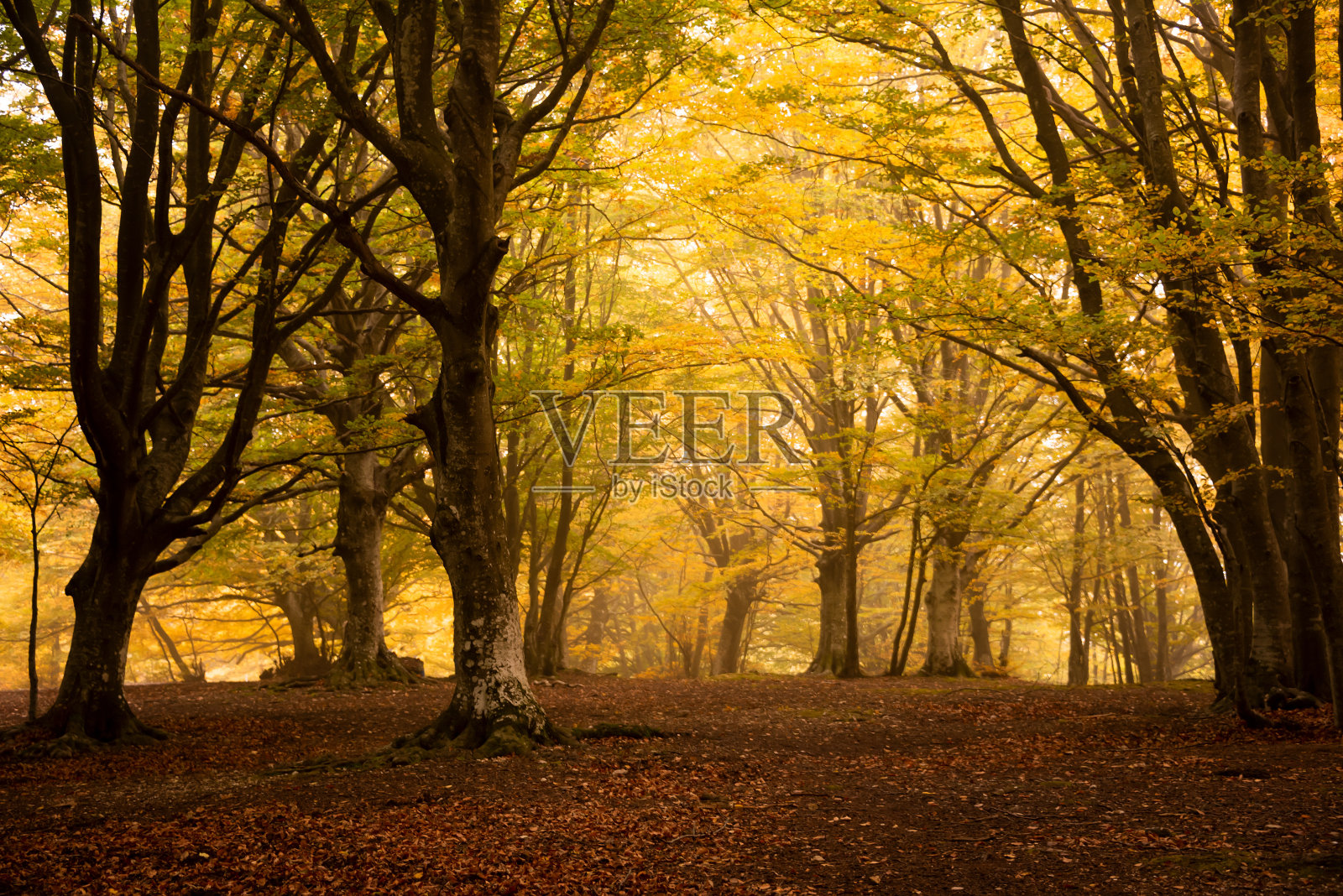 秋天的森林景观与五颜六色的树木和植物照片摄影图片