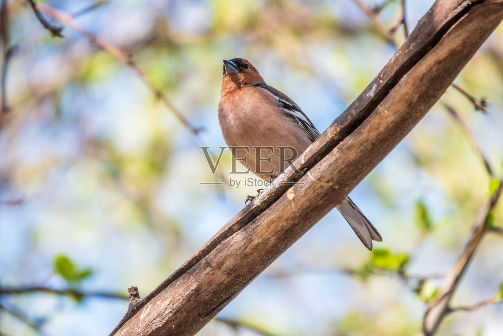 春天，普通的苍头燕雀(Fringilla coelebs)坐在绿色背景下的树枝上。野生动物中常见的苍头燕雀。照片摄影图片