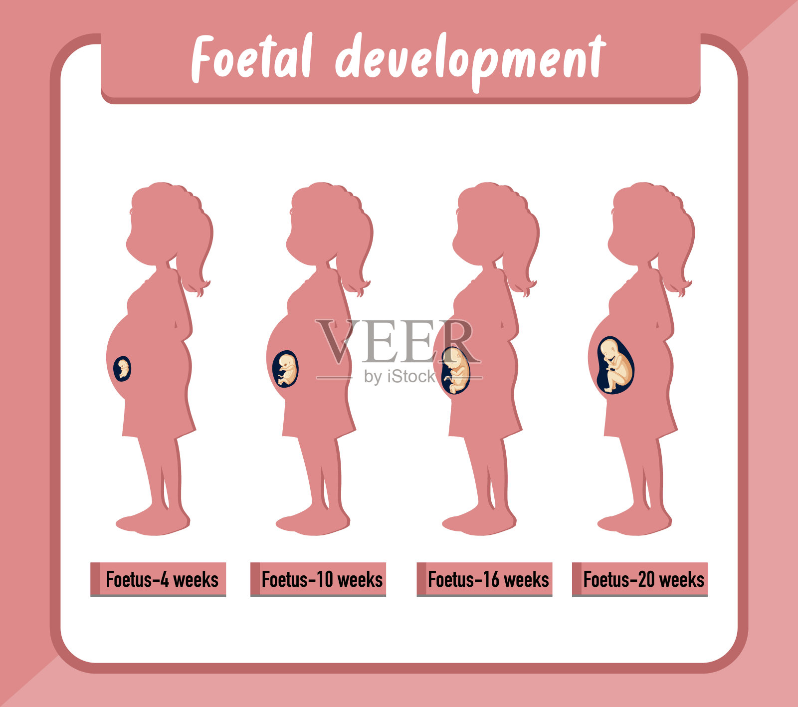 人类信息图中的人类胚胎发育插画图片素材