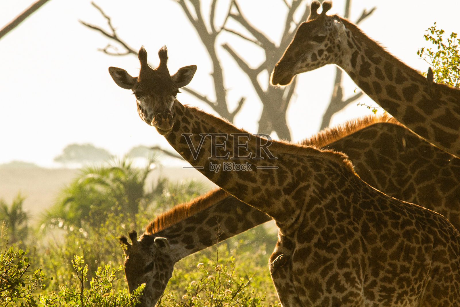 长颈鹿的头照片摄影图片