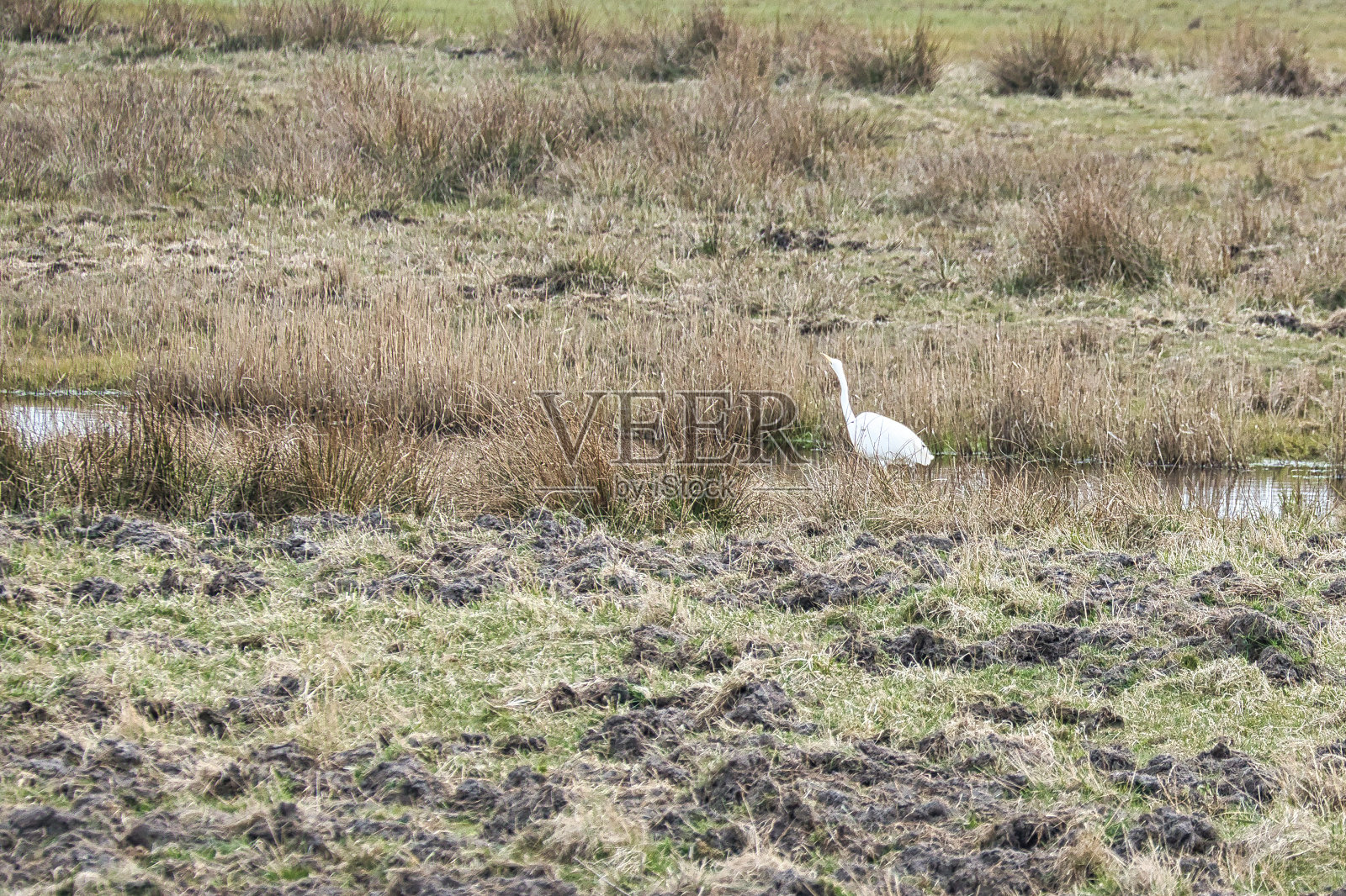 溪边的草地上有一只白鹭。鸟在打猎。野生动物照片摄影图片