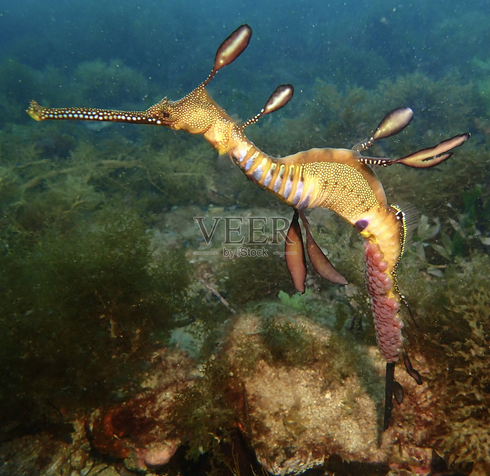 带蛋的海龙照片摄影图片