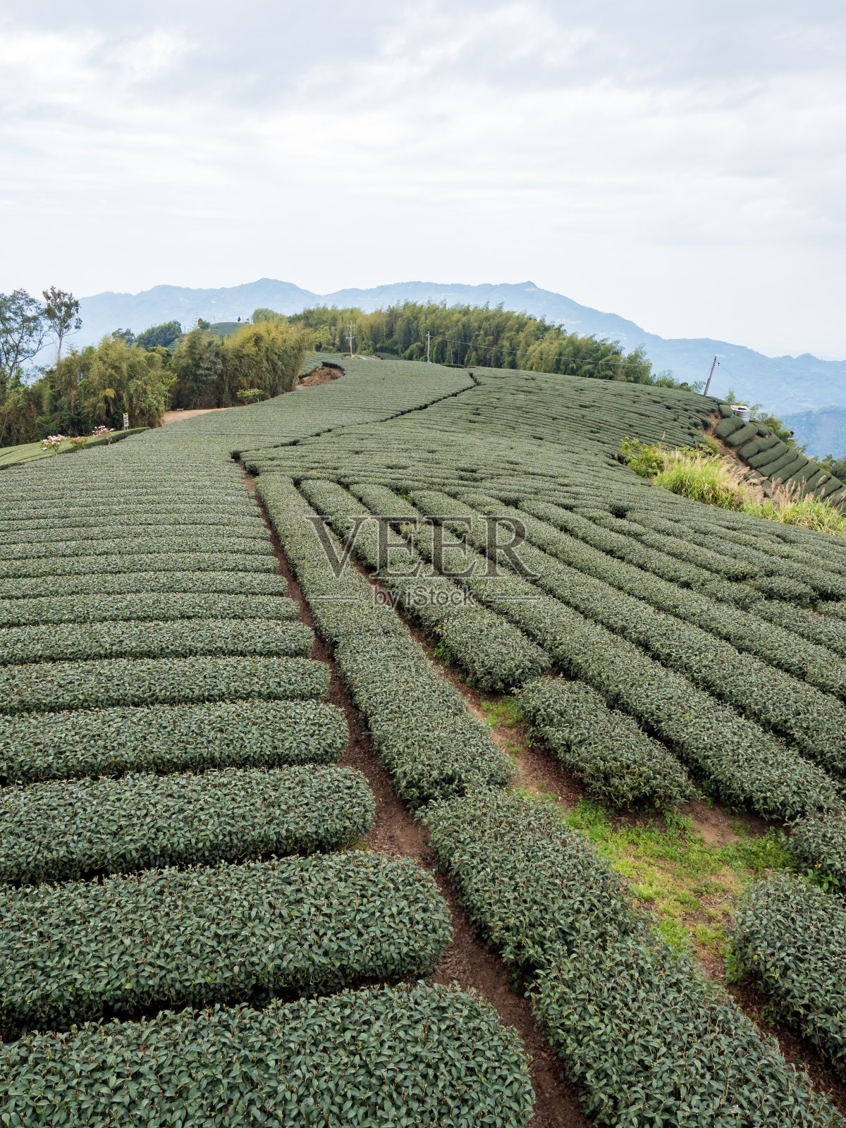 美丽的茶园行景孤立，设计理念为茶产品。照片摄影图片