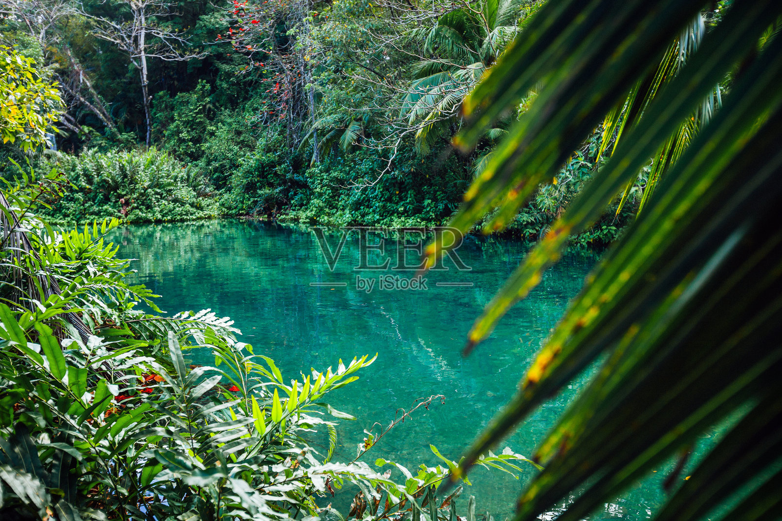 加勒比丛林——牙买加照片摄影图片