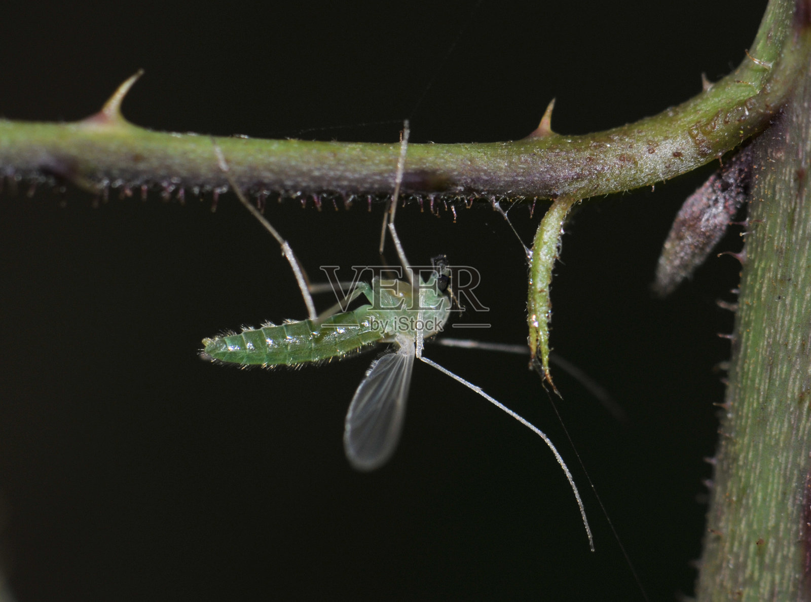 小枝上的绿色苍蝇。照片摄影图片