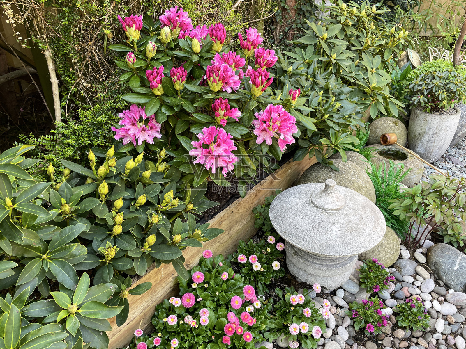 日本的特写图像，石头雪灯和竹勺水盆地在春天东方花园周围的粉红色开花杜鹃花灌木，巨石和鹅卵石，升高的观点，重点前景照片摄影图片