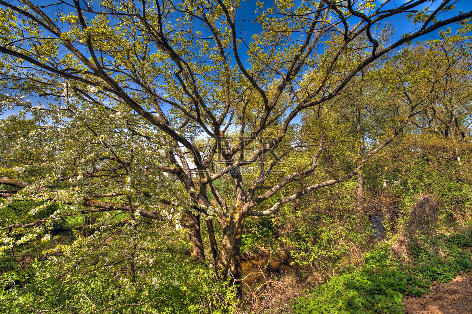 自然照片摄影图片