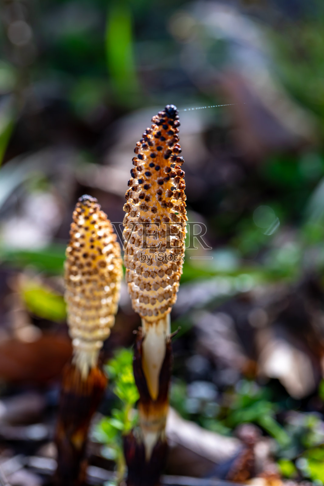木贼花生长在草地上，近距离开花照片摄影图片