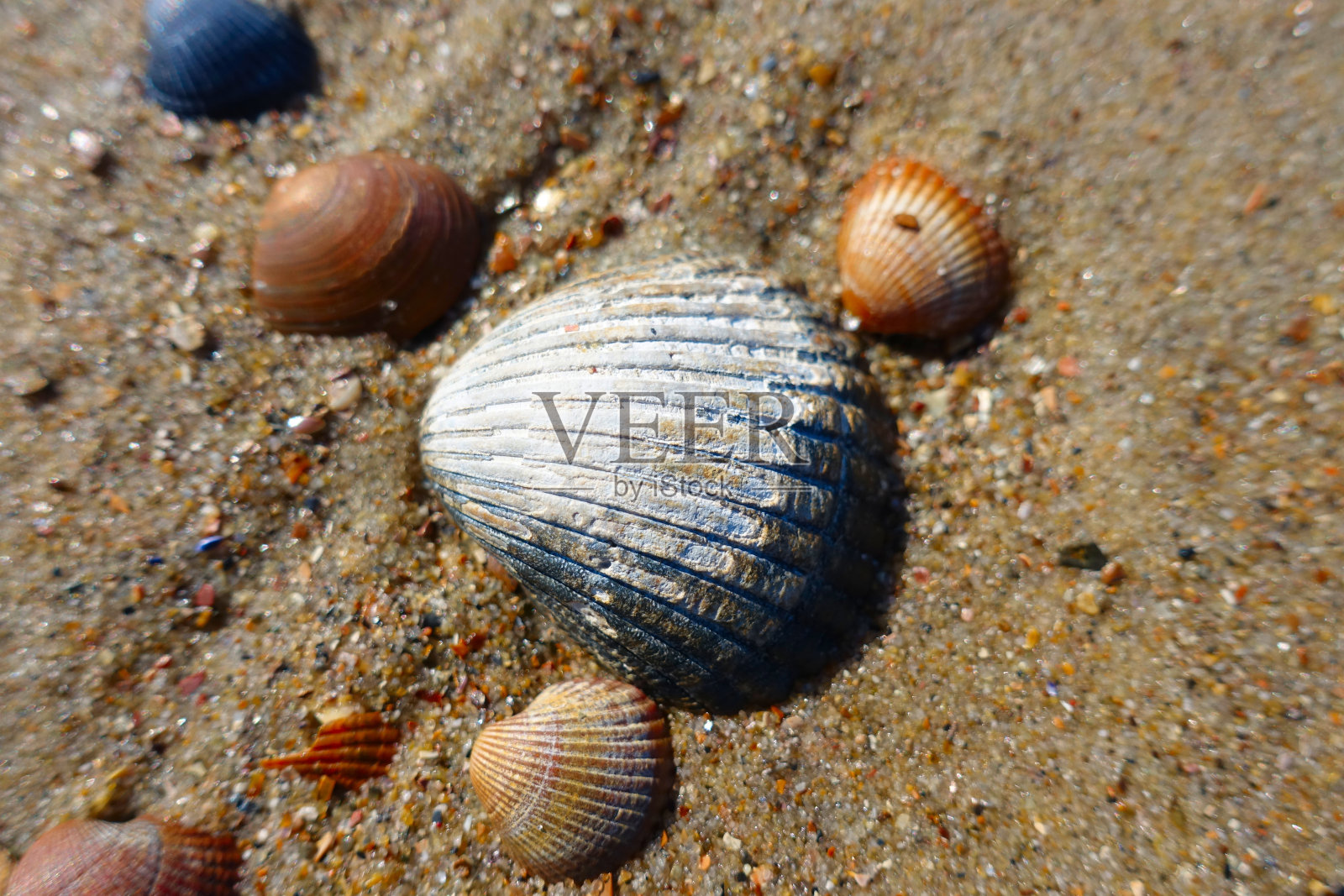 荷兰有很多贝壳照片摄影图片