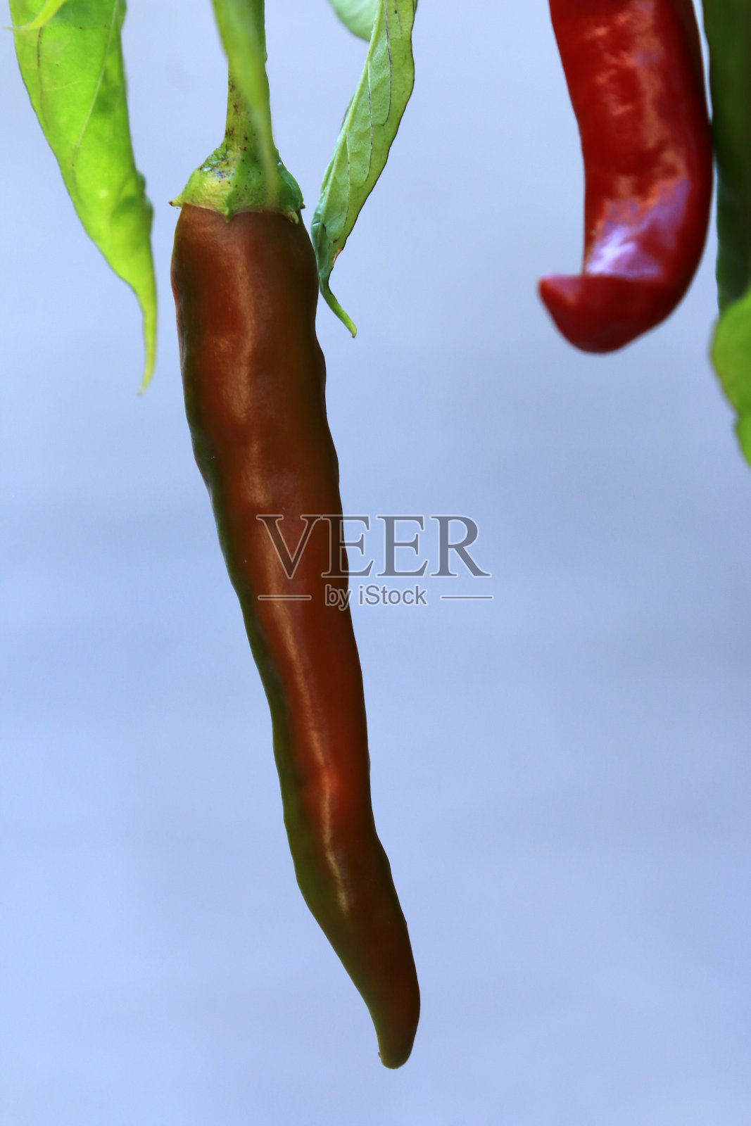 辣椒照片摄影图片