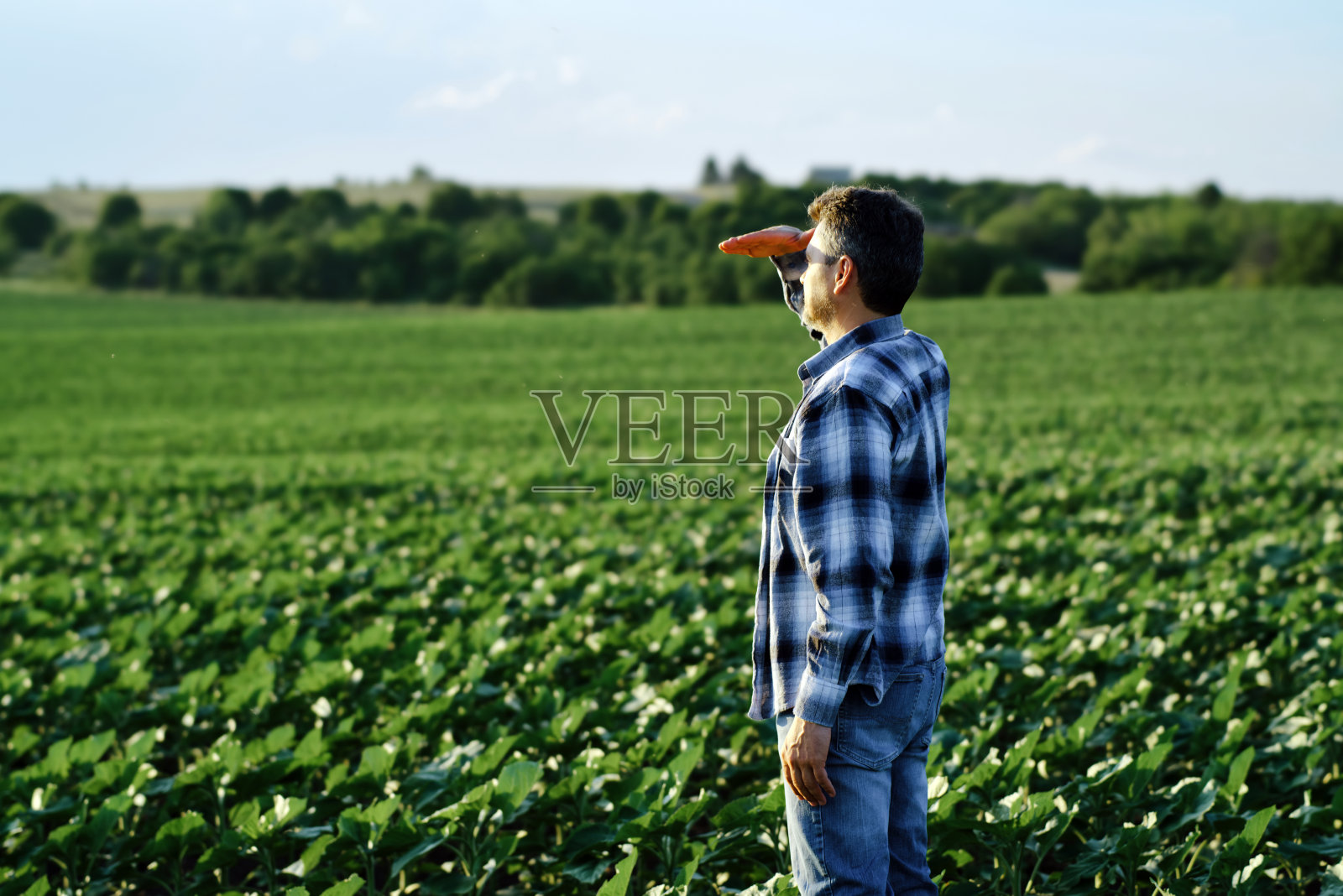 农学家在向日葵地里检查向日葵的生长情况。照片摄影图片