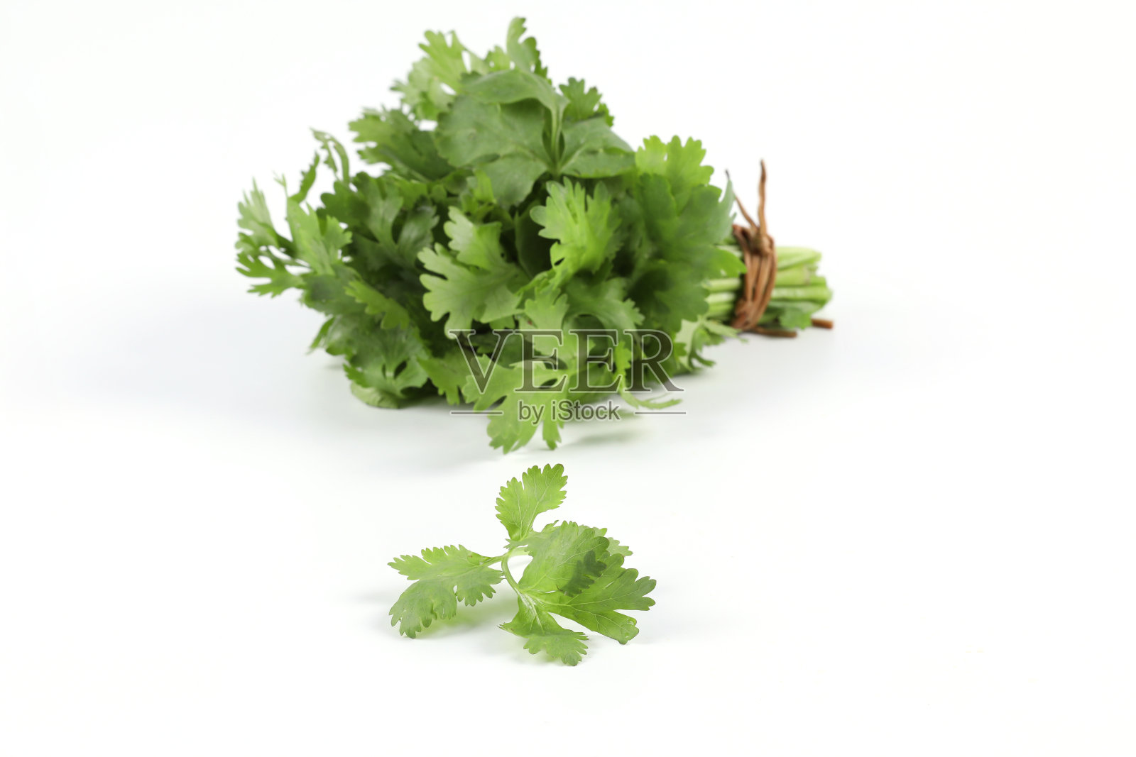白色背景上新鲜的绿色香菜的特写，捆绑在一起成为一种可食用的，芳香的药草。它用于烹饪和装饰食物。照片摄影图片