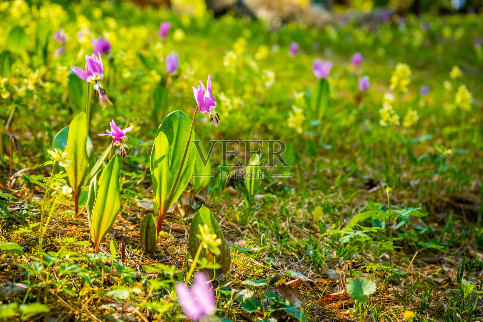 在阿尔泰森林坎迪克，西伯利亚，俄罗斯的天然春草带紫色的花。照片摄影图片