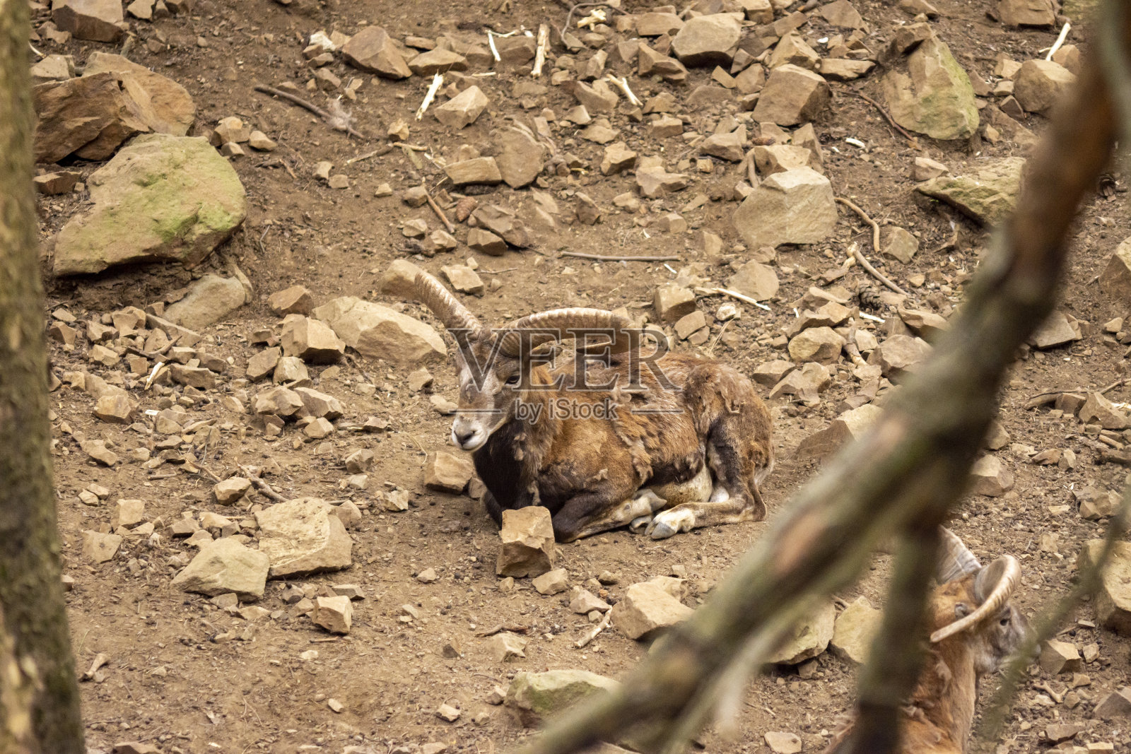Male Mouflon躺在岩石地面上，角度侧观照片摄影图片