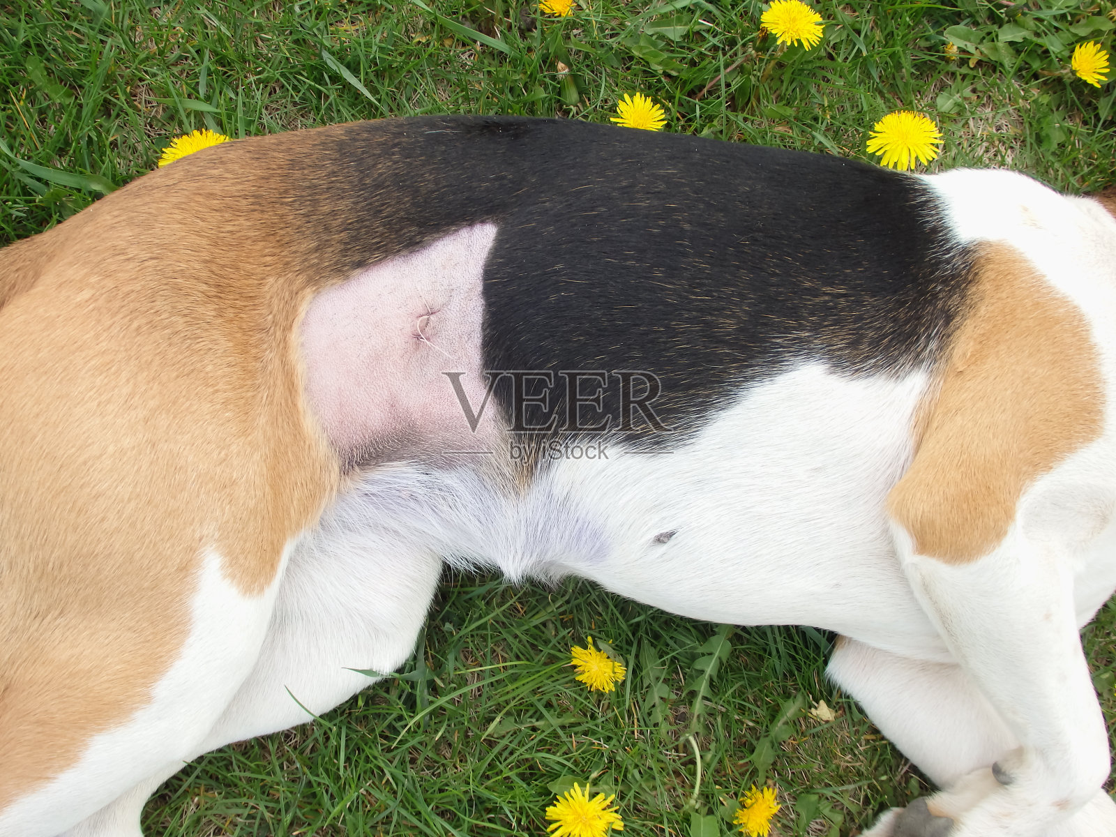 灭菌后的狗。手术后缝合。爱沙尼亚猎犬在康复后的诊所。手术后治疗狗肚子。狗胃上的伤疤照片摄影图片