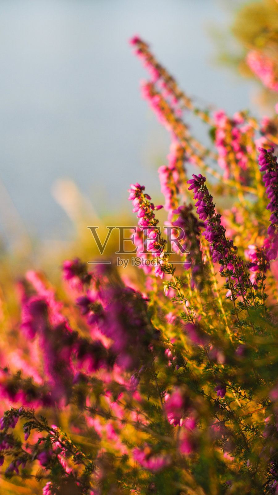 野生石南花的宏观照片摄影图片