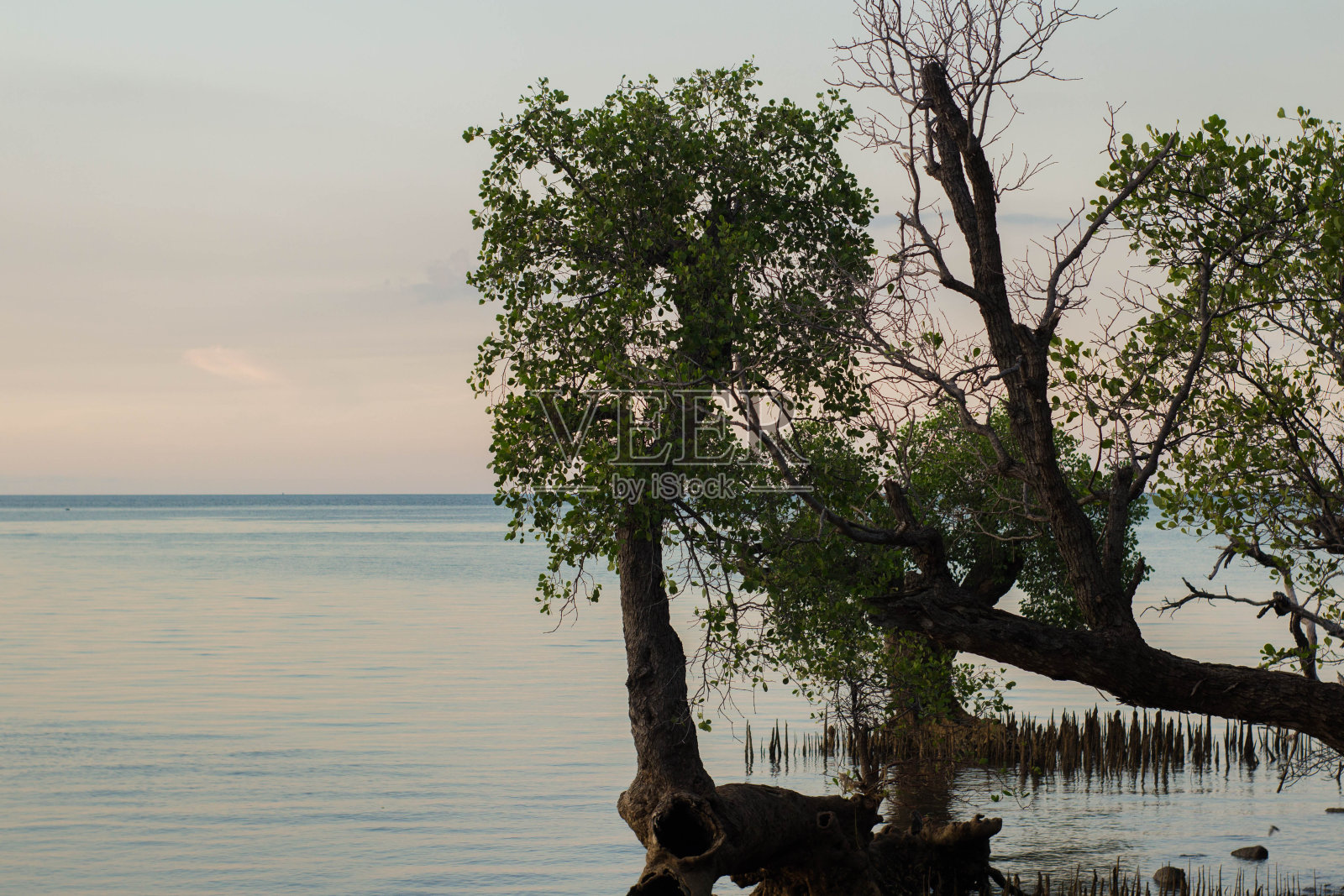 很高的红树林照片摄影图片