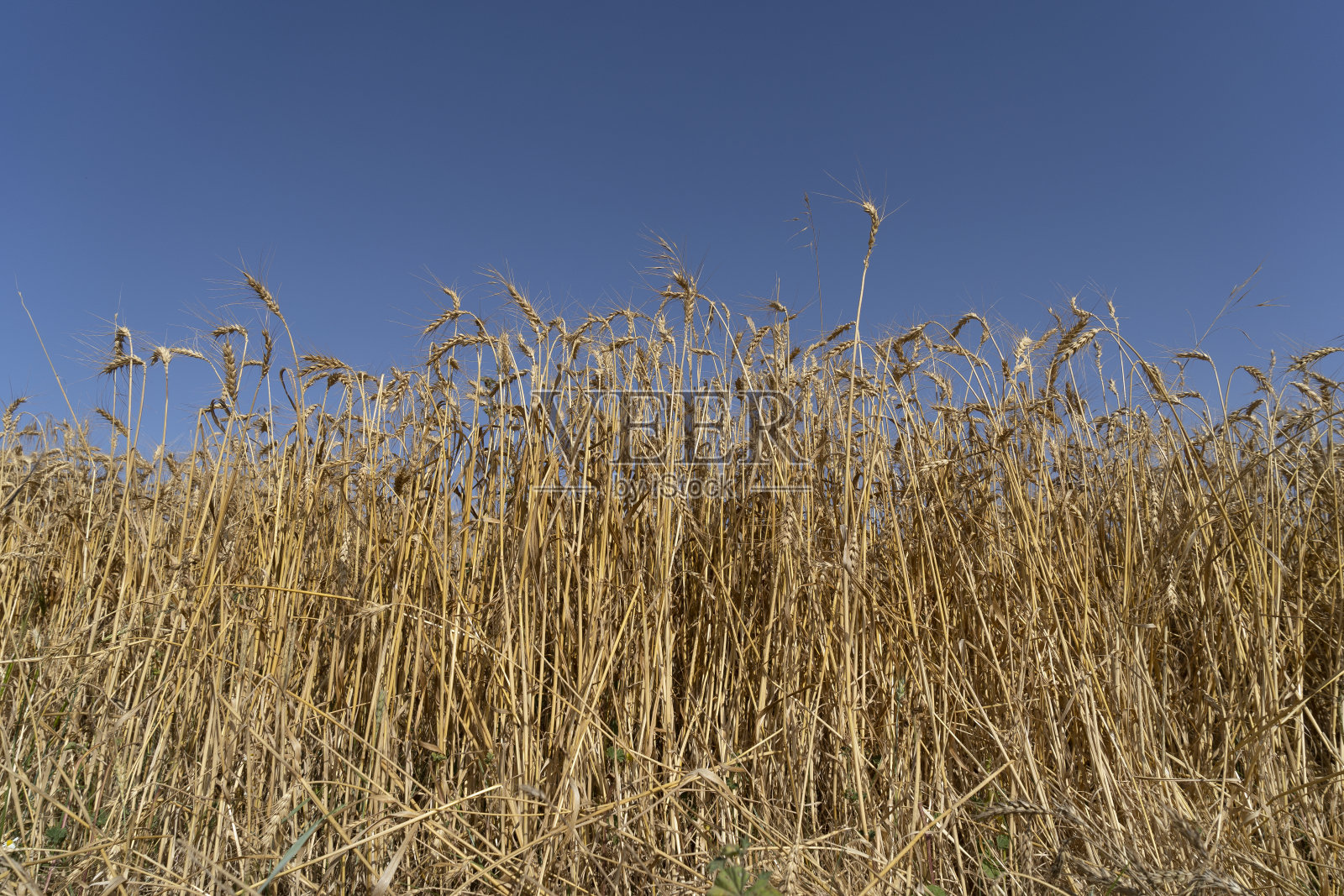 收割前的金色麦田照片摄影图片