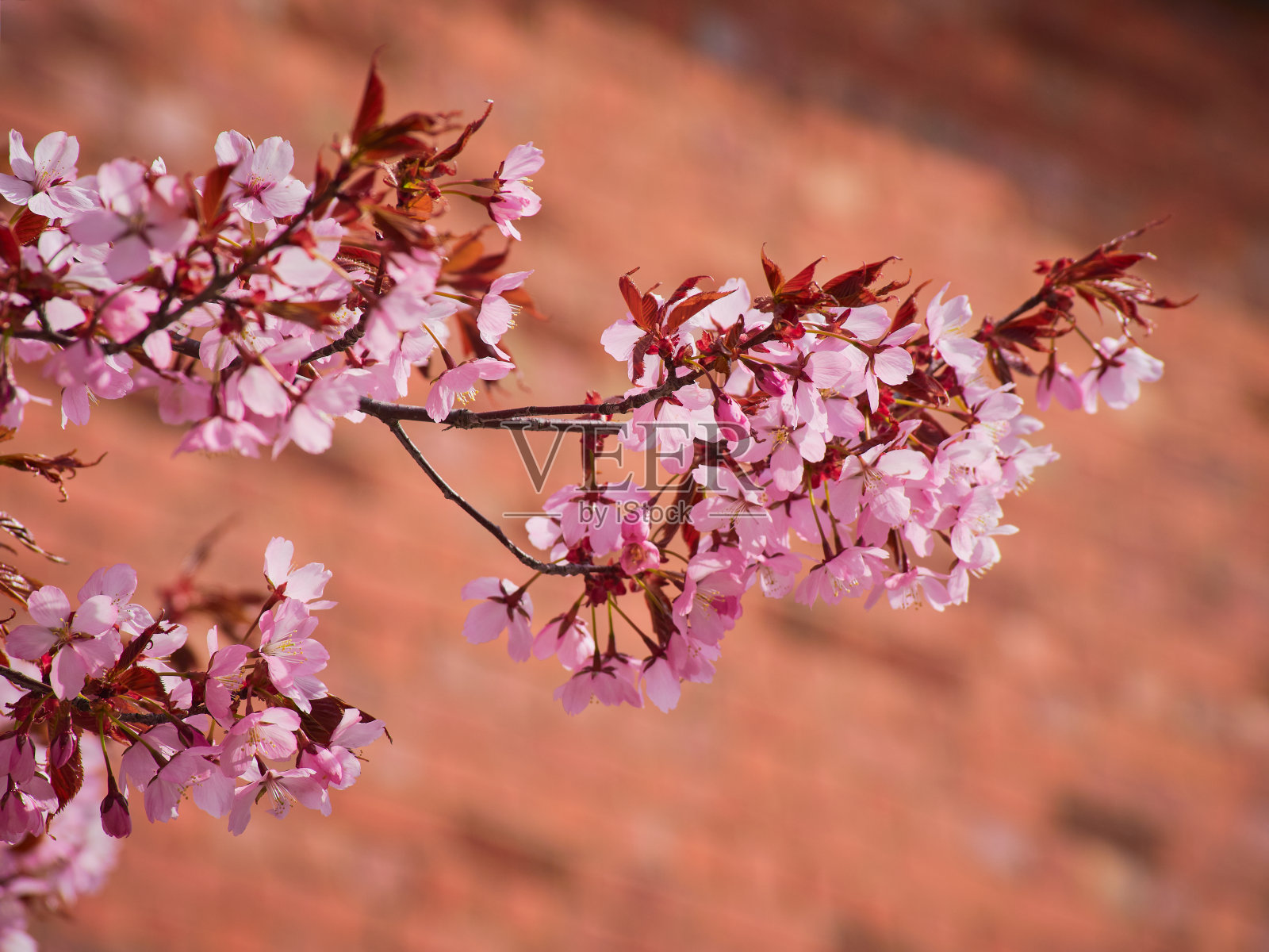 日本樱树在樱花盛开。照片摄影图片