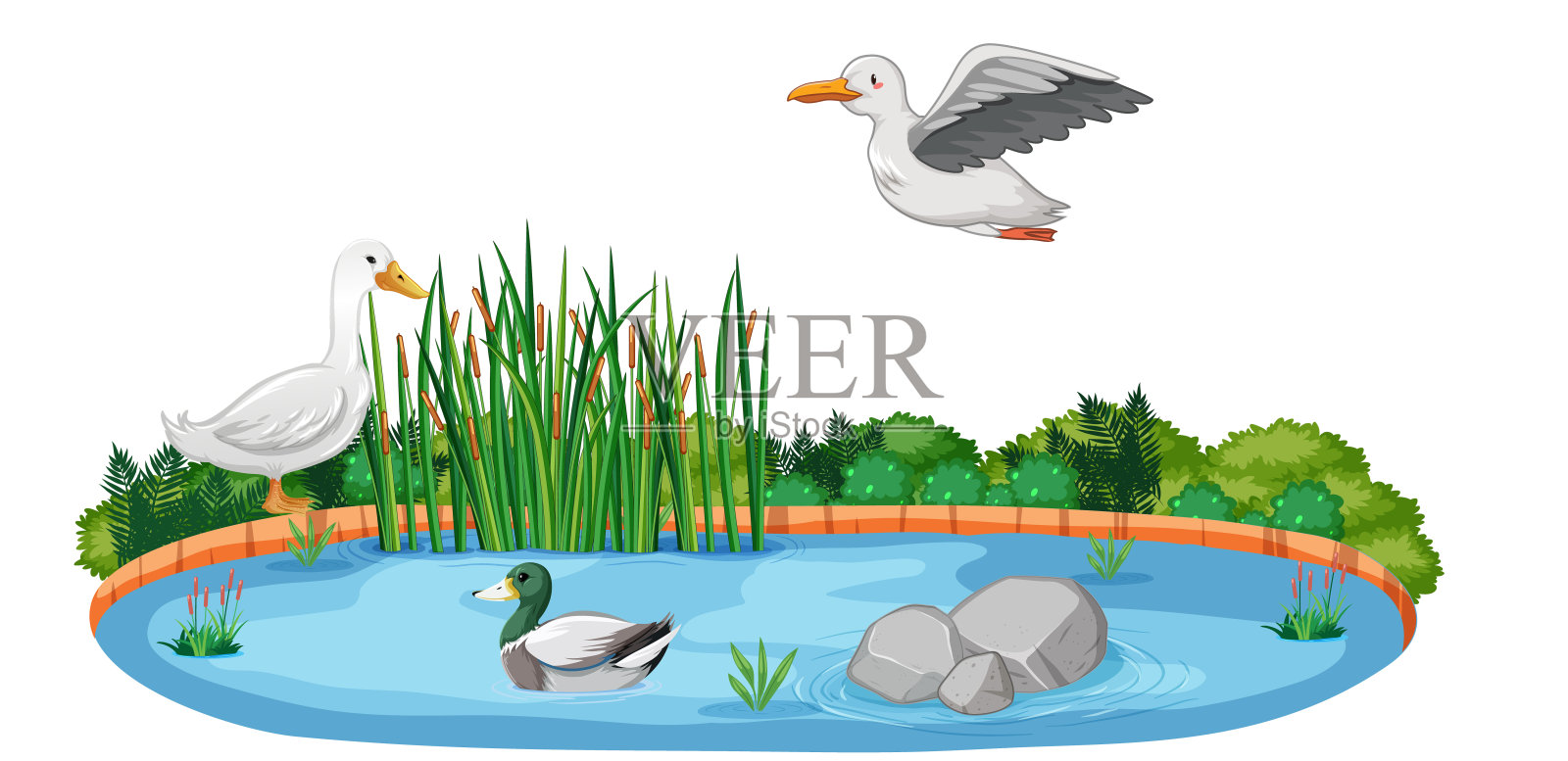 与鸭子和鸟类隔离的自然池塘插画图片素材