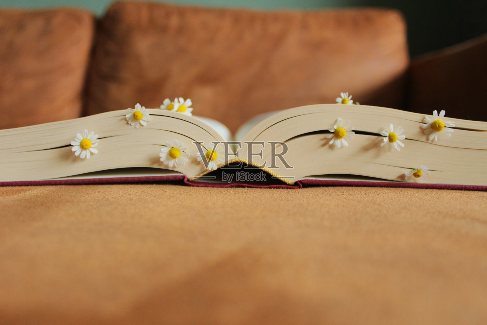 书页间盛开的花朵照片摄影图片