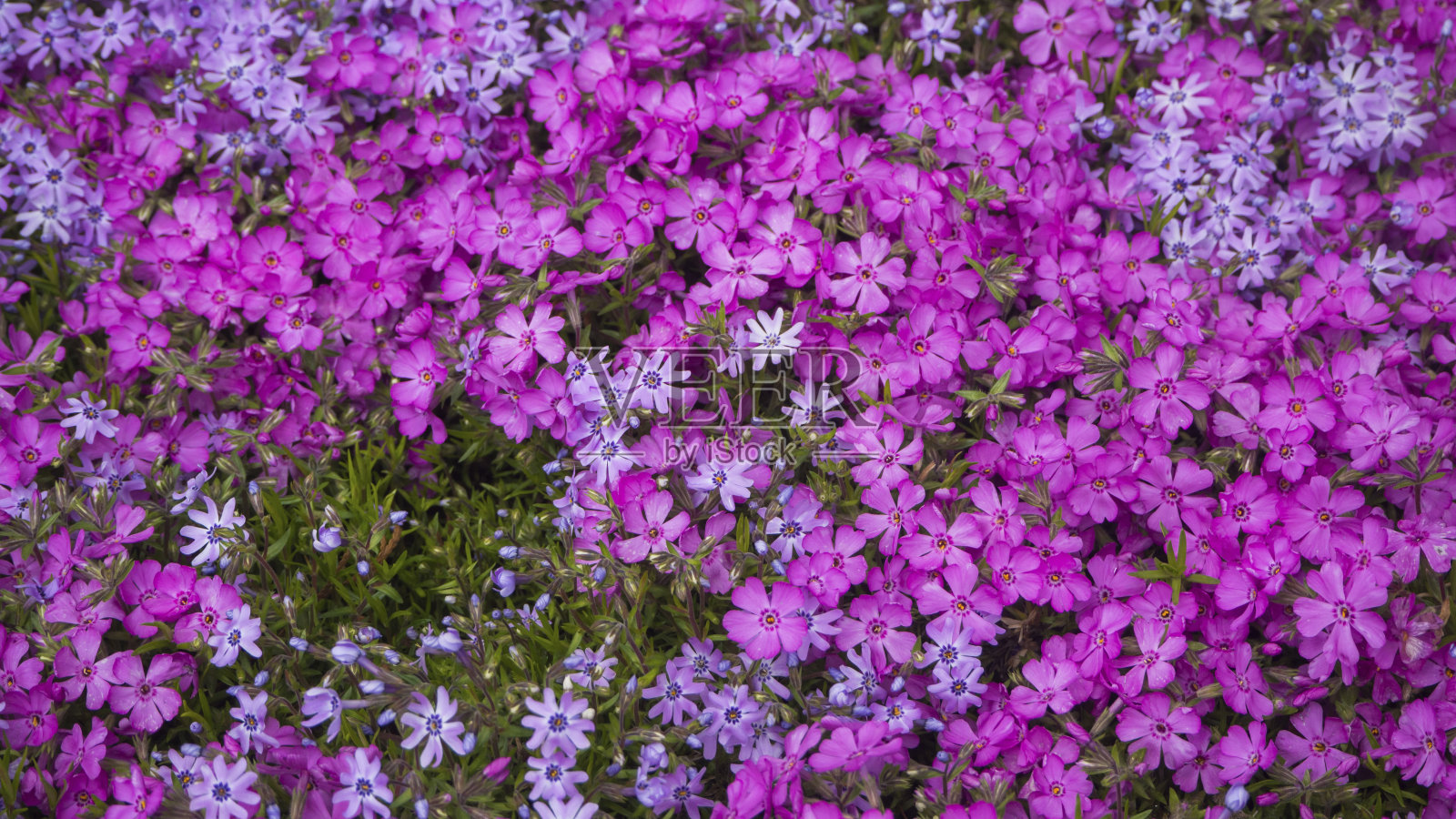 美丽的鲜花在花圃鲜花的背景。美丽的春天盛开的夹竹桃花照片摄影图片