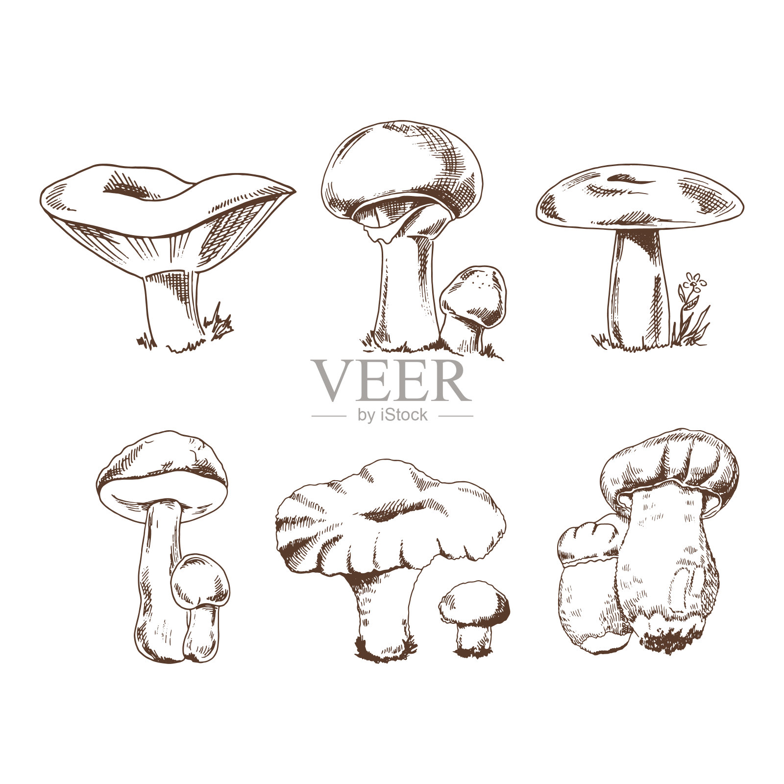 矢量草图收集不同的蘑菇。素描插图印刷，网络，移动和信息图。插画图片素材