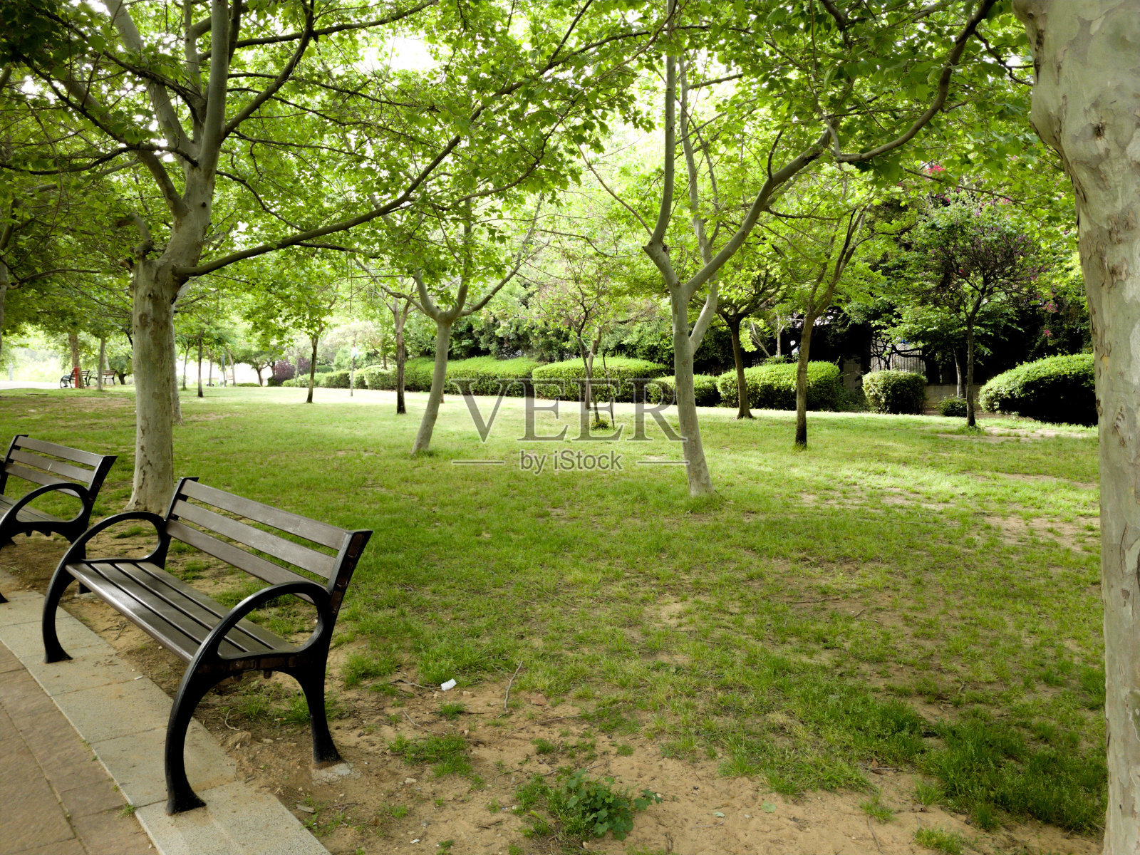 美丽的绿色公园景观照片摄影图片