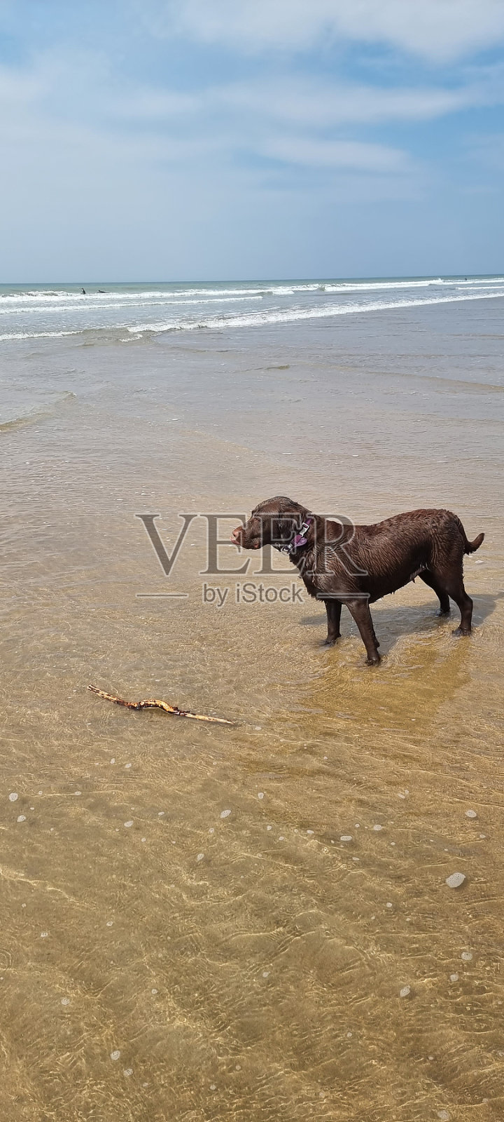 巧克力色的拉布拉多犬在沙滩上玩棍子照片摄影图片