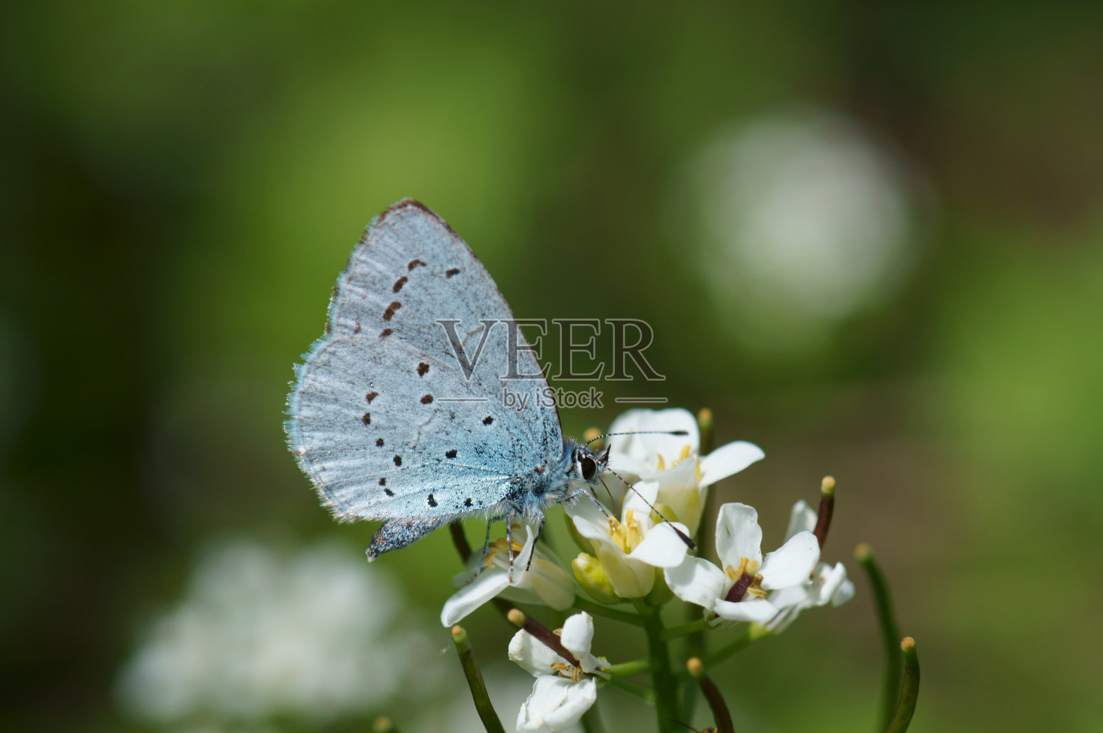 一只蓝色的小蝴蝶在花上。自然界美丽的昆虫。照片摄影图片