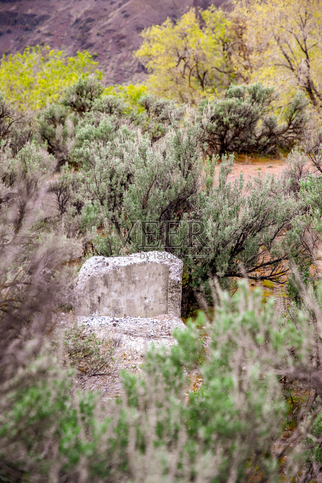 古老的水泥标记沙漠杜松照片摄影图片