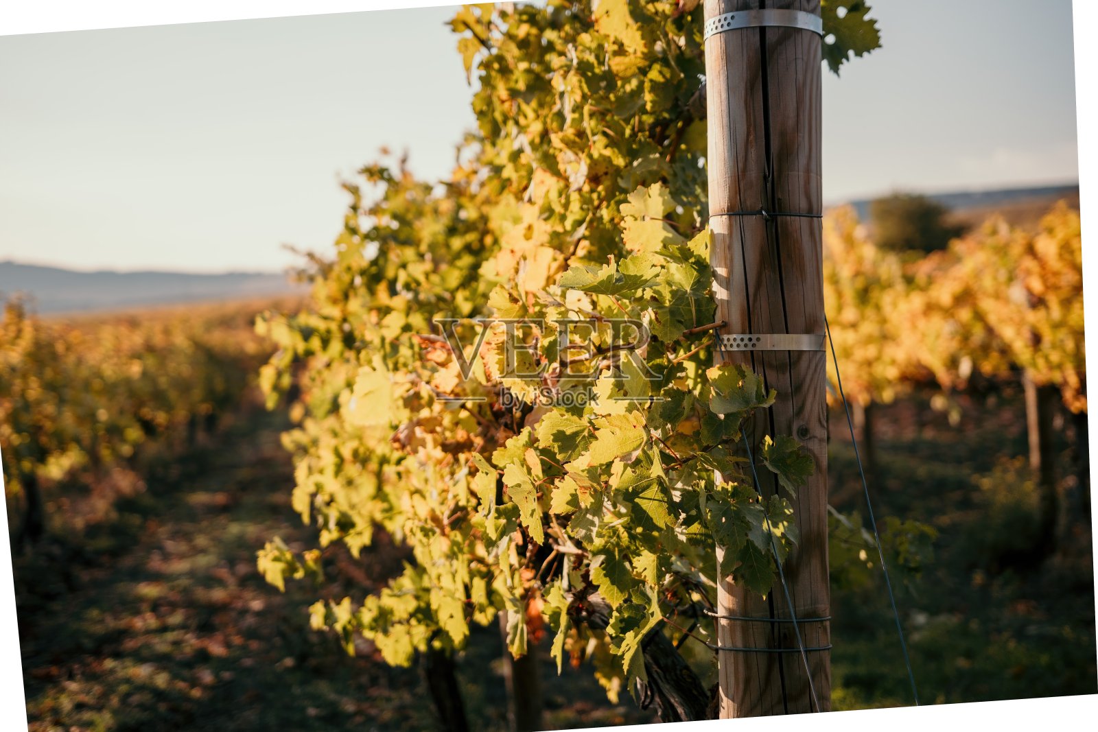 明亮的秋天，红、橙、黄的葡萄藤叶子在温暖的日落阳光下在葡萄园。一串串正在成熟的漂亮葡萄。酿酒和有机水果种植。关闭了。有选择性的重点照片摄影图片