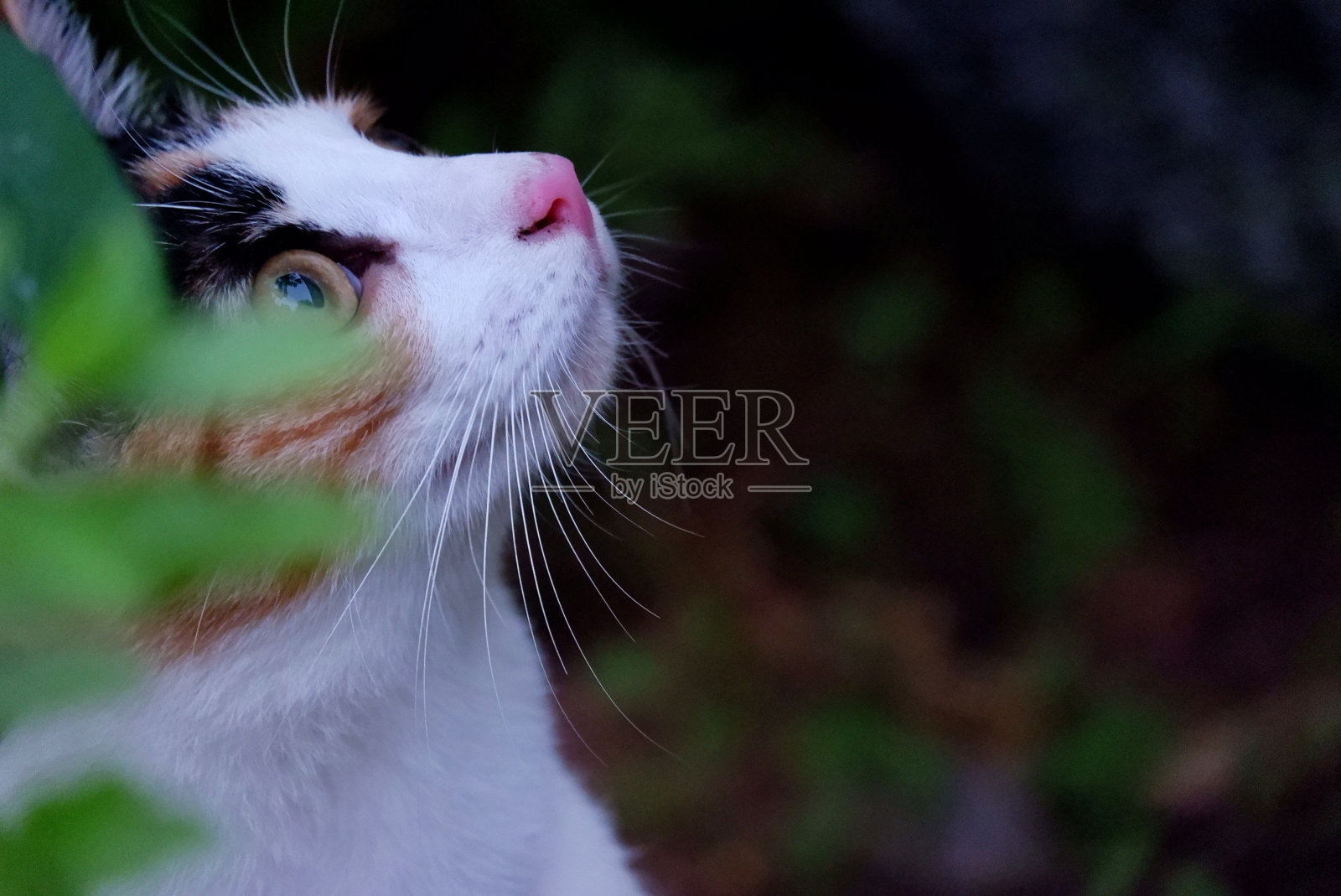 在选择性聚焦中，一只有着好奇的眼睛和黑色背景的白花猫照片摄影图片