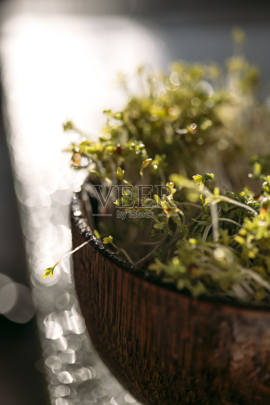 在木碗中种植微型蔬菜照片摄影图片