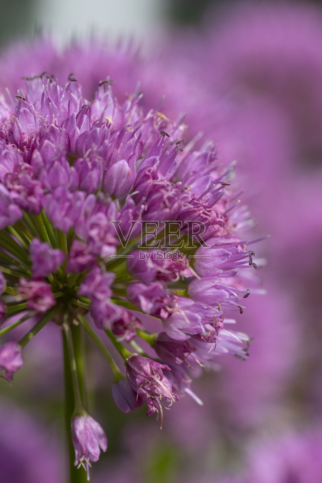德国绒蒜(allium lusitanicum)花瓣特写照片摄影图片